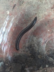 Ommatoiulus moreleti