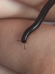 Ommatoiulus moreleti