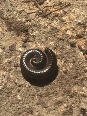 Ommatoiulus moreleti