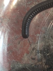 Ommatoiulus moreleti