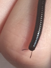 Ommatoiulus moreleti