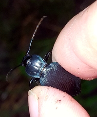 Carabus goryi