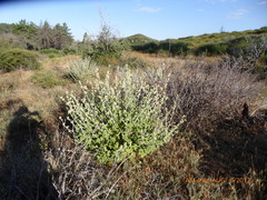 Malacothamnus enigmaticus