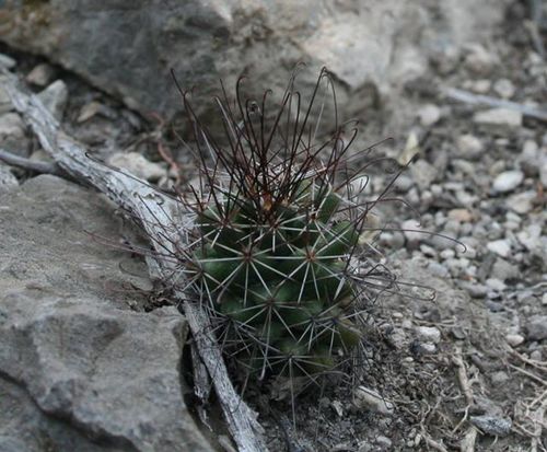 Cumarinia odorata, photograph 2