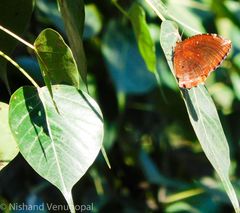 Elymnias hypermnestra