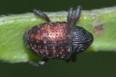 Chalcodermus collaris