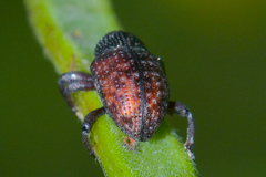 Chalcodermus collaris