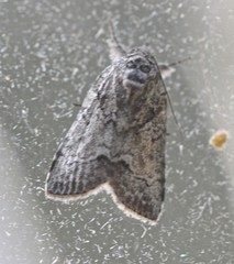 Nycteola polycyma