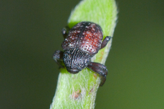 Chalcodermus collaris