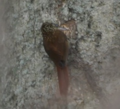 Xiphorhynchus fuscus