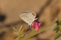 Freyeria trochylus