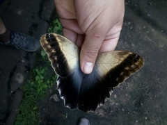 Caligo telamonius