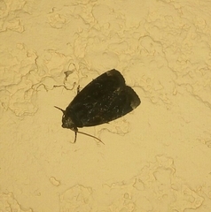 Noctuidae