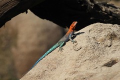 Agama dodomae dodomae