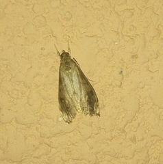 Evergestis rimosalis