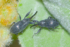 Anthonomus albopilosus