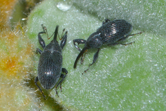 Anthonomus albopilosus