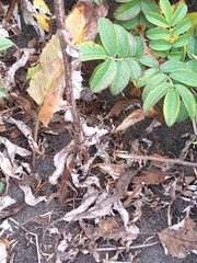 Saussurea pseudotilesii