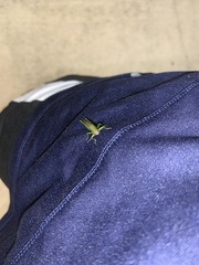 Stenacris vitreipennis