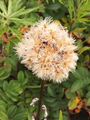 Saussurea pseudotilesii