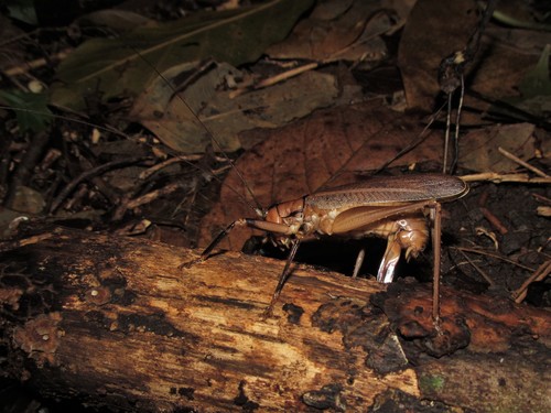 Melanonotus septentrionalis