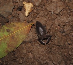 Gastrophryne elegans