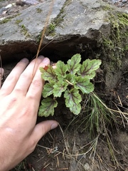 Heuchera micrantha diversifolia