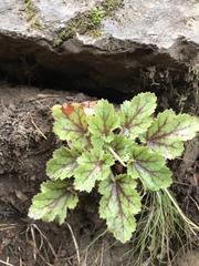 Heuchera micrantha diversifolia