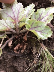 Heuchera micrantha diversifolia