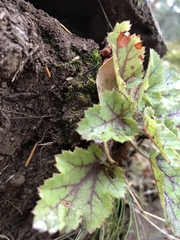 Heuchera micrantha diversifolia