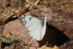 Belenois gidica abyssinica