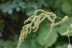 Echinochloa frumentacea