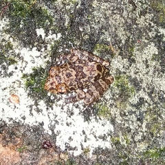 Pseudophilautus sordidus