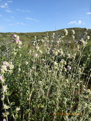 Malacothamnus enigmaticus