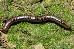 Eumastigonus