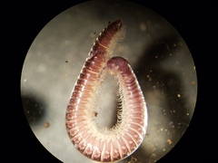 Stemmiulidae