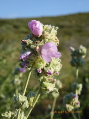 Malacothamnus enigmaticus