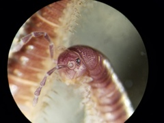 Stemmiulidae