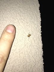 Cryptocephalus fulguratus