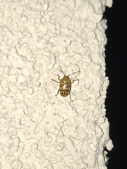 Cryptocephalus fulguratus