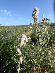Malacothamnus enigmaticus