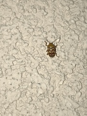 Cryptocephalus fulguratus