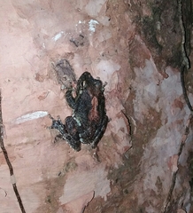 Pseudophilautus cavirostris