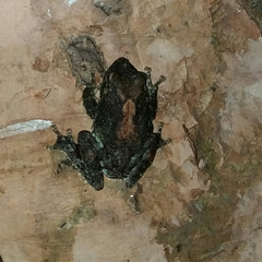 Pseudophilautus cavirostris