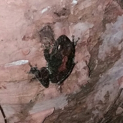 Pseudophilautus cavirostris