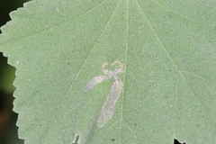 Astrotischeria omissa