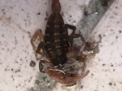 Centruroides limpidus