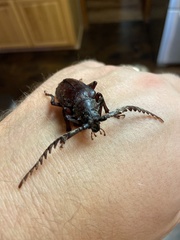 Prionus californicus