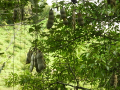 Mucuna argyrophylla