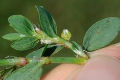 Polygonum buxiforme